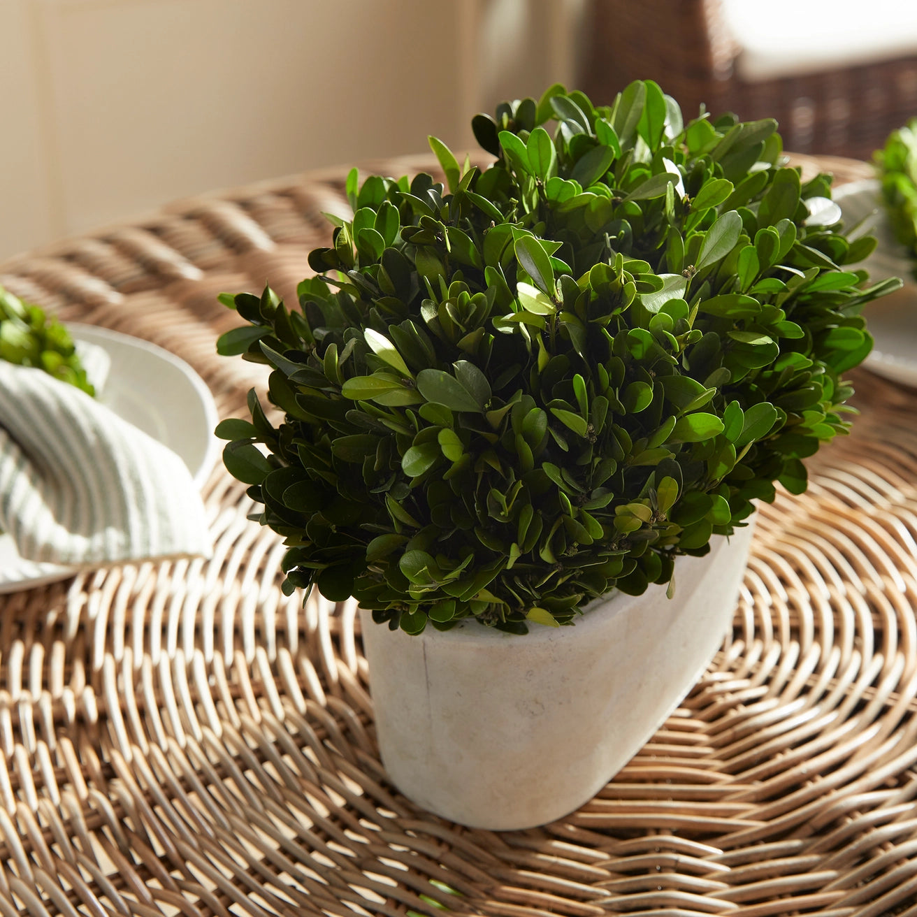 Boxwood Bush in Oval Pot