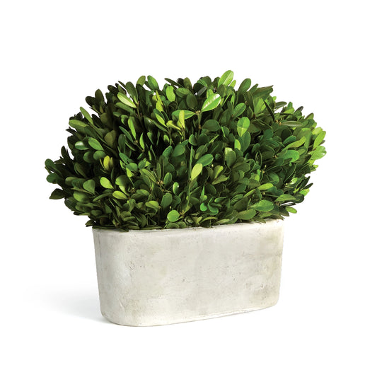 Boxwood Bush in Oval Pot