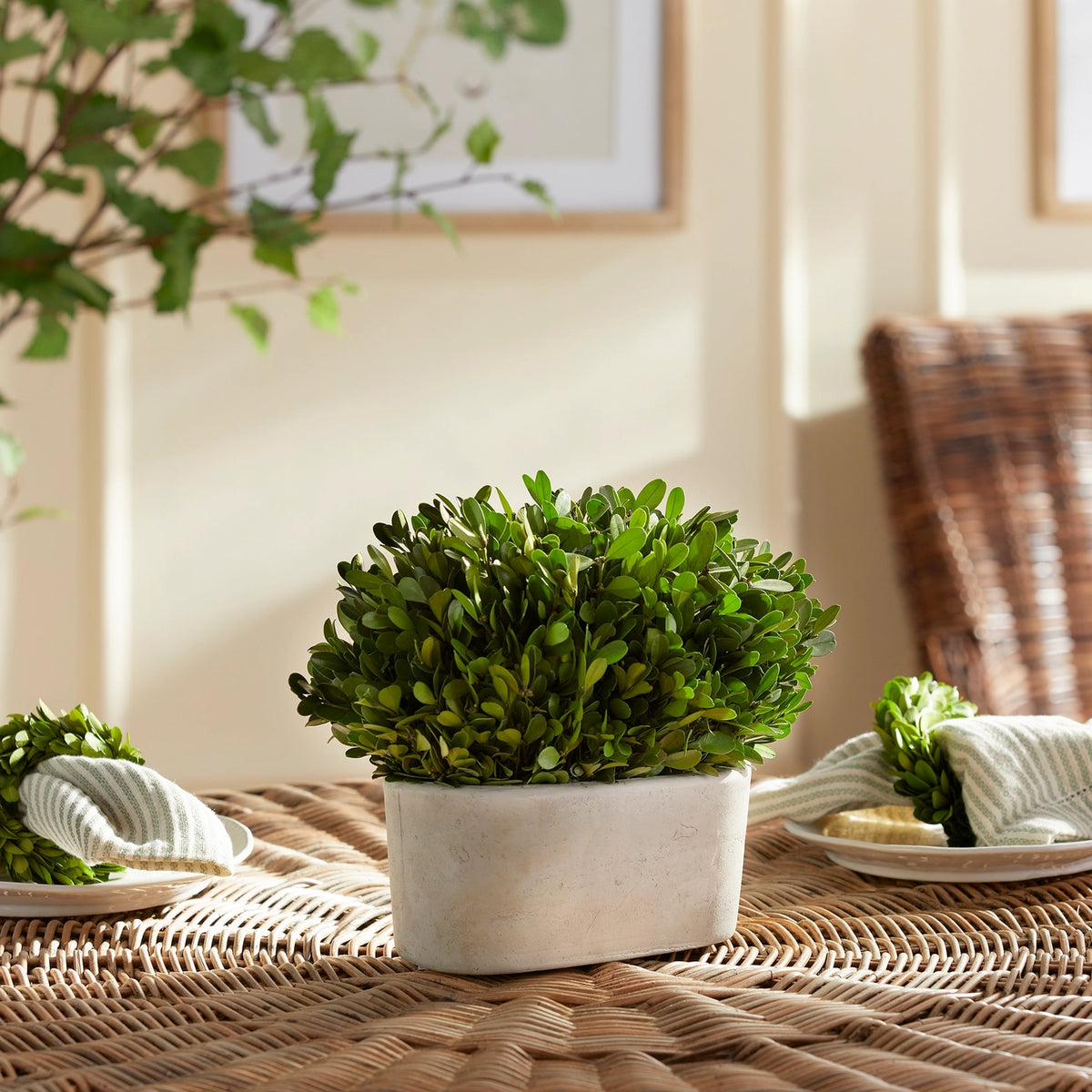 Boxwood Bush in Oval Pot